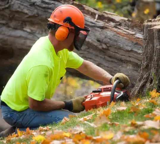 tree services McGuffey